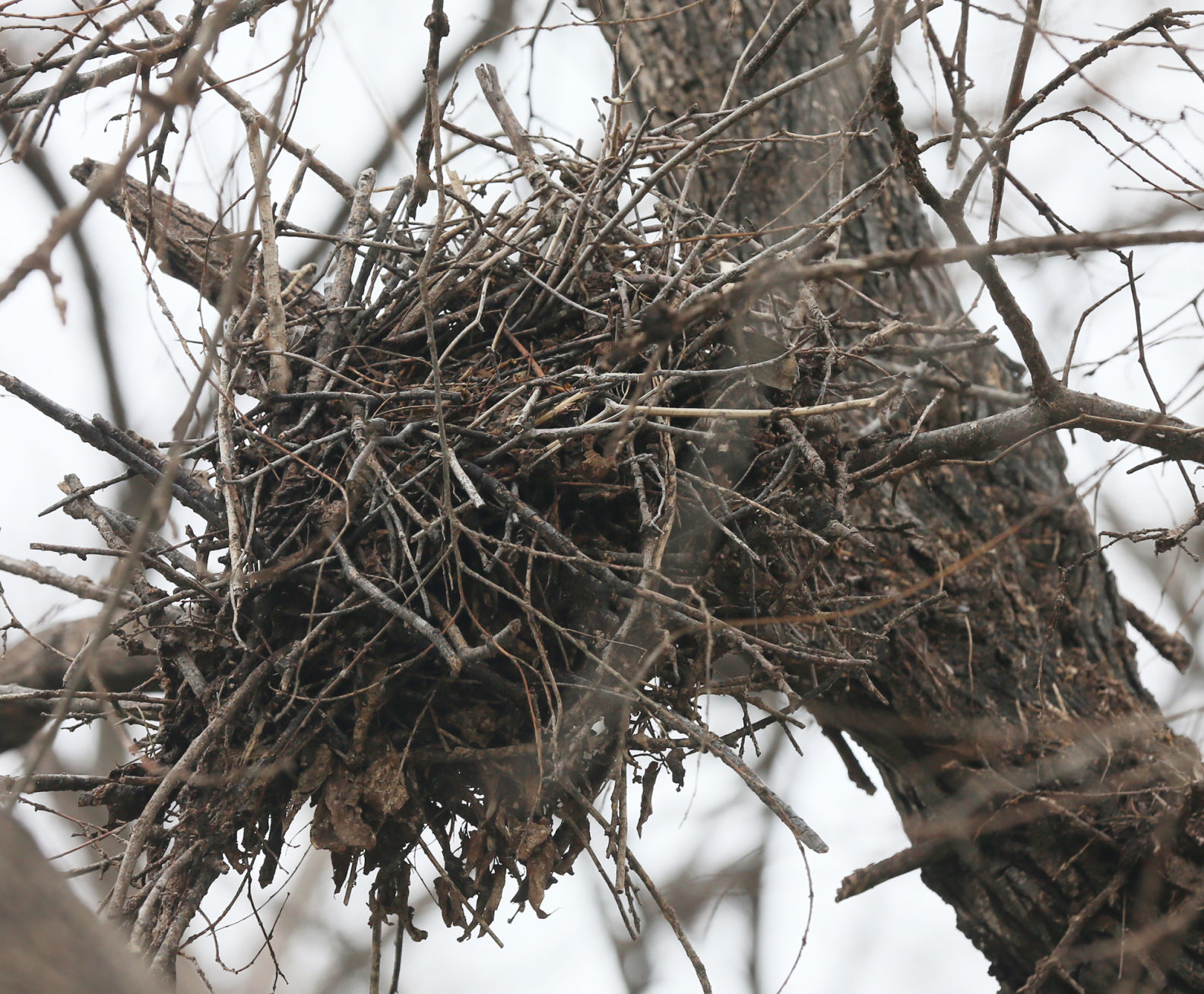Bellmead Egrets